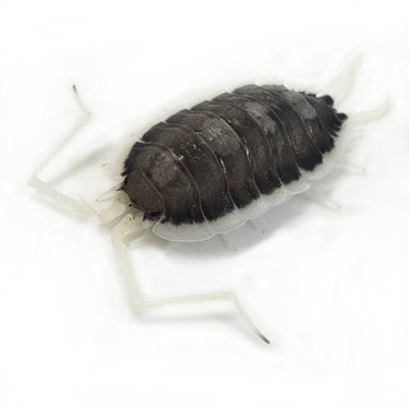 Porcellio Succinctus